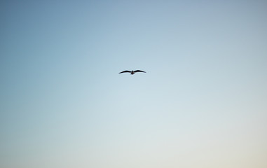 sea