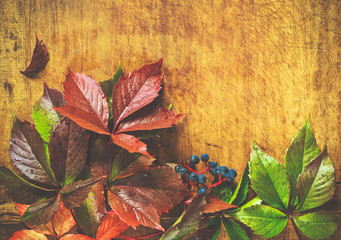 Obraz premium Autumn background with colorful leaves