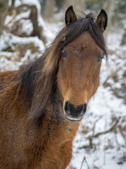 New Forest Pony