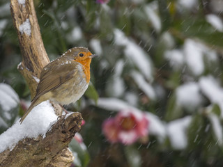 English Robin