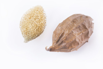 Vegetable sponge - Luffa operculata. Small cylindrical vegetable sponge