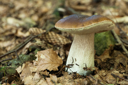 Autumn porcini background, agriculture boletus. Brown cap mushroom.
