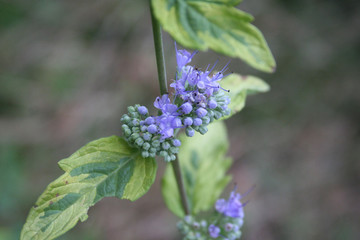 Caryopteris clandonensis 