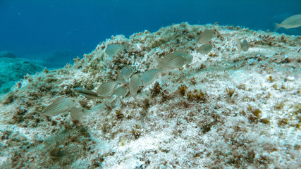 fishes