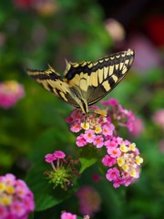 Farfalla su fiore