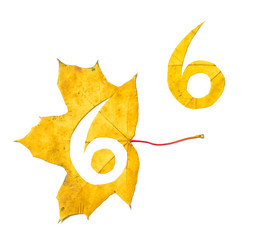 Figure 6 is cut from yellow maple leaf