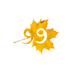 Figure9 is cut from yellow maple leaf