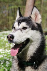 Black and gray husky walks in the forest with flowers