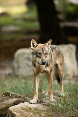 Grey Wolf Europe Animal