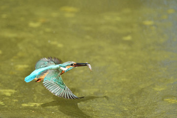 カワセミの捕食
