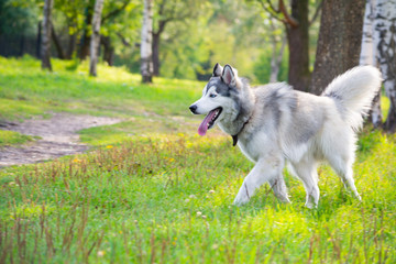 Young energetic dog on a walk. Siberian husky. Sunstroke, health of pets in the summer. How to protect your dog from overheating.Training of dogs. Whiskers, portrait, closeup. Enjoying, playing
