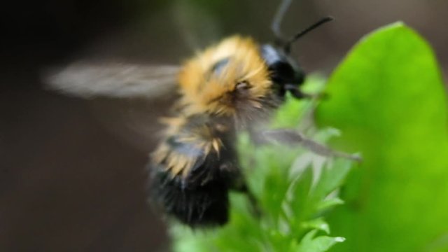 Fluffy bumblebee cleans the abdomen with its paws close up and flies away, macro.