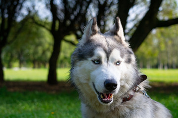 Fototapeta premium Young energetic dog on a walk. Siberian husky. Sunstroke, health of pets in the summer. How to protect your dog from overheating.Training of dogs. Whiskers, portrait, closeup. Enjoying, playing