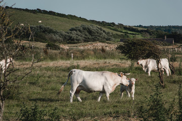 Cow with young calf, France