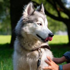 Young energetic dog on a walk. Siberian husky. Sunstroke, health of pets in the summer. How to protect your dog from overheating.Training of dogs. Whiskers, portrait, closeup. Enjoying, playing