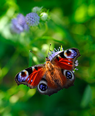 Peacock butterfly or Aglais io (Inachis io), Nymphalidae family, on violet flowers of field scabious or Knautia arvensis with green blurred bokeh background © Dmitrii