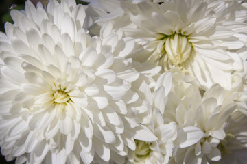 White Chrysanthemum morifolium,autumn flowers are white, flowers are Chrysanthemum morifolium
