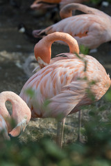 Adult flamingo outdoors.