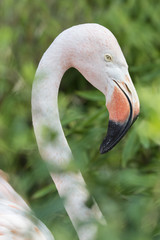 Adult flamingo outdoors.