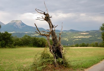old tree in the france alps mountains