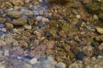 Stone in the water