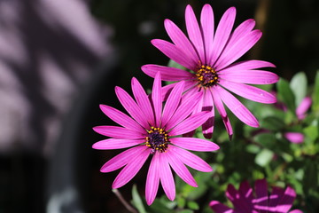 Obraz premium Fleurs