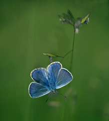 Beautiful blue butterfly on the green grass background