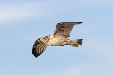 Bird seagull soars above Big Bear Lake