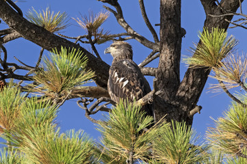 Bird juvenile blad eagle at Big Bear Lake in California © kgrif
