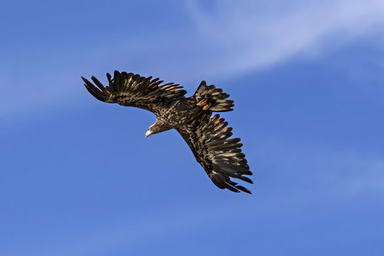 Bird juvenile blad eagle at Big Bear Lake in California