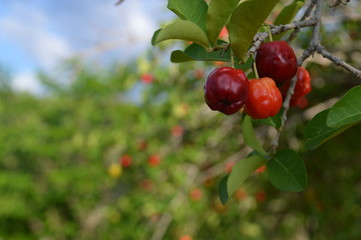 Acerola