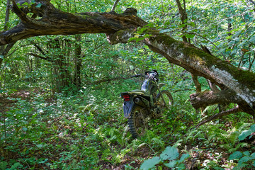 An image of a motorcycle standing in the forest.