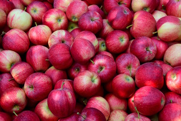 Frische saftige rote Äpfel nach der Apfelernte in Südtirol