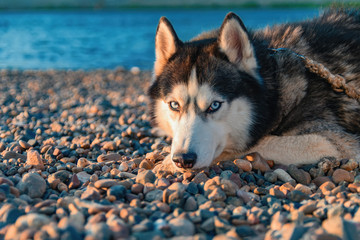 Gorgeous dog breed Siberian husky lying on shore and looking to the camera