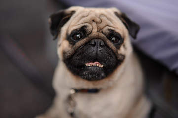 Cute pug with a collar sitting on blurred background