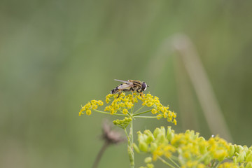 A hover fly sits on the green-yellow umbels of a parsnip