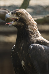 Eagle with an open beak.