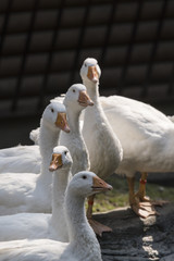 Domestic geese out by the artificial lake.