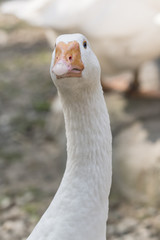 Head of goose home outdoors. © lapis2380