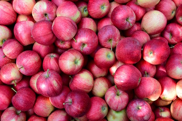 Rote Äpfel in der Kiste nach der Obsternte in Südtirol