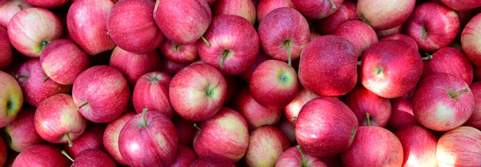Banner, rote saftige Äpfel, Apfelernte in Südtirol