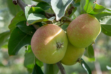 New harvest of healthy fruits, ripe sweet pink apples growing on apple tree