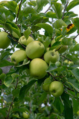 New harvest of healthy fruits, ripe sweet green apples growing on apple tree