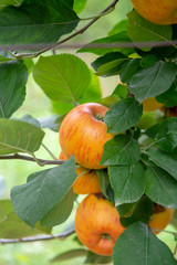 New harvest of healthy fruits, ripe sweet yellow apples growing on apple tree