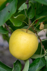 New harvest of healthy fruits, ripe sweet green apples growing on apple tree