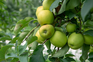 New harvest of healthy fruits, ripe sweet green apples growing on apple tree