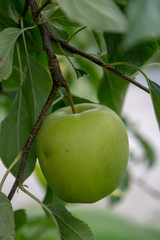 New harvest of healthy fruits, ripe sweet green apples growing on apple tree