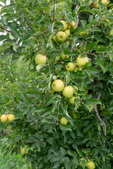 New harvest of healthy fruits, ripe sweet green apples growing on apple tree