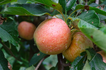 New harvest of healthy fruits, ripe sweet red apples growing on apple tree