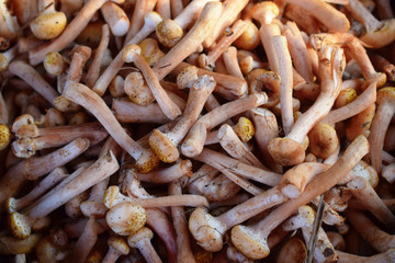 Heap of fresh fungus 